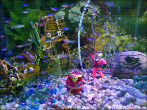 buy fish tanks in Racine, WI