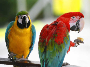 colorful parrots