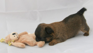 dog playing with toy