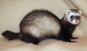 ferrets