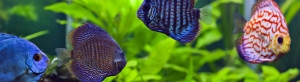 buy tropical fish in Racine, WI