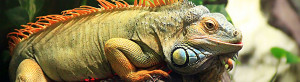 buy iguanas in Racine, WI buy puppies and pet supplies in Racine, WI