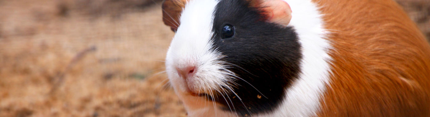 petland guinea pig cages