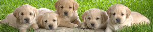 puppies in grass