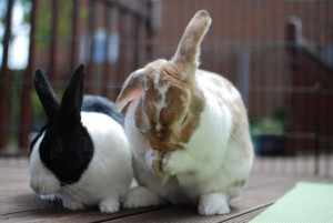 rabbits