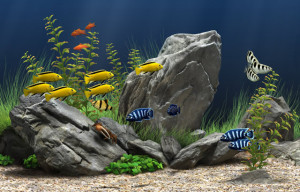 buy fish tanks in Racine, WI