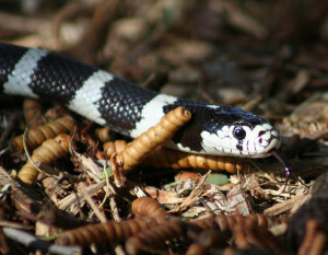 snake