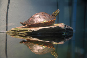 turtle