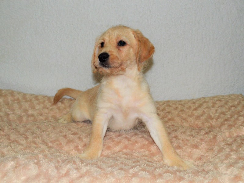 Mini Labradoodle-DOG-Male-Cream-2781216-Petland Dunwoody