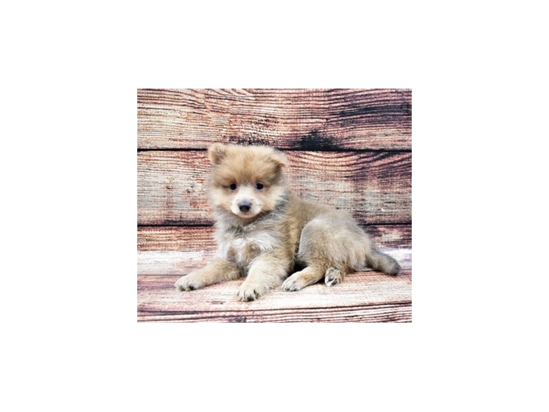 Pomeranian-DOG-Female-Blue-2795752-Petland Dunwoody Puppies For Sale