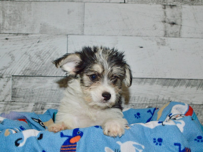 Morkie-DOG-Female-Black and White-2802937-Petland Dunwoody Puppies For Sale