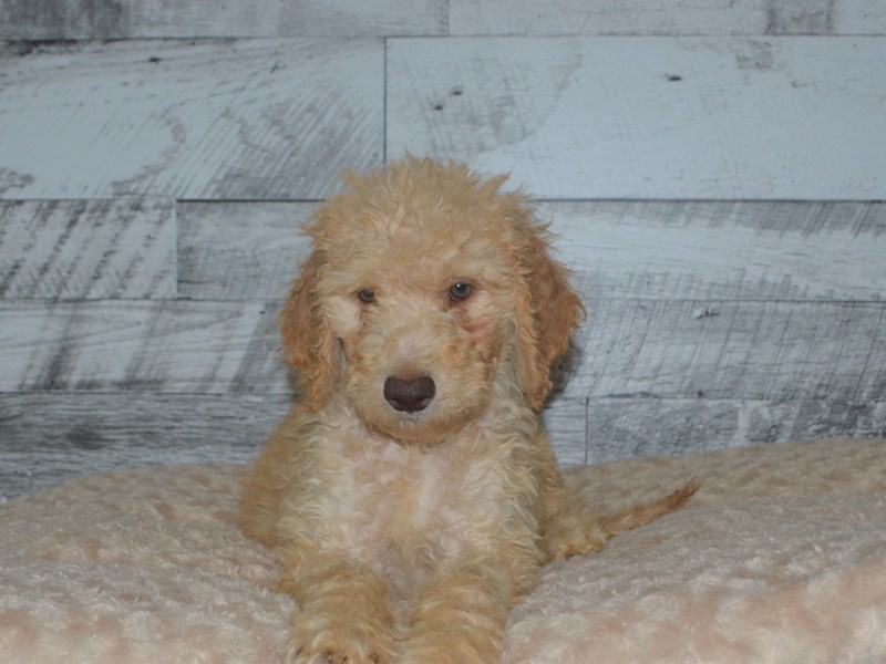 F1B Goldendoodle-Male-Apricot-2802885-Petland Dunwoody Puppies For Sale