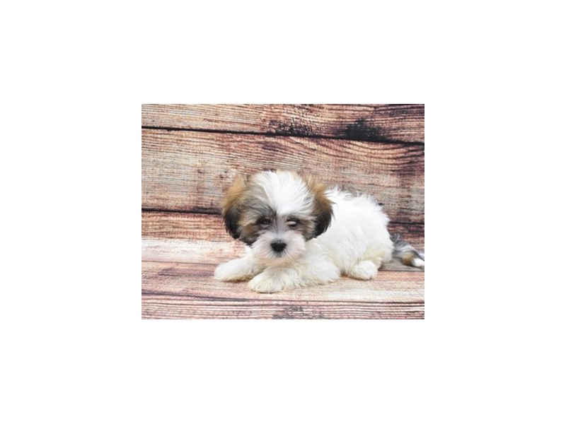 Lhasa Apso-DOG-Female-Red Gold-2809937-Petland Dunwoody Puppies For Sale