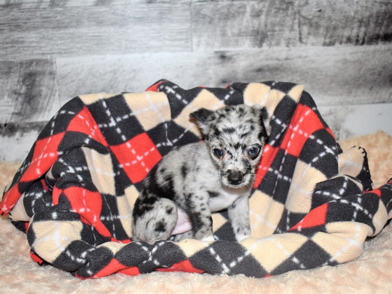 Pomarat-DOG-Male-Blue Merle-2819312-Petland Dunwoody Puppies For Sale