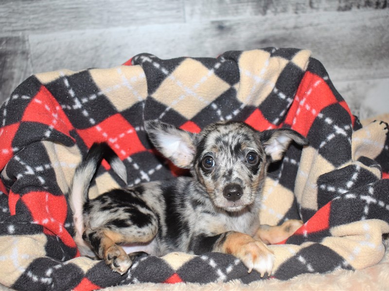 Pomarat-DOG-Male-Blue Merle-2819308-Petland Dunwoody Puppies For Sale