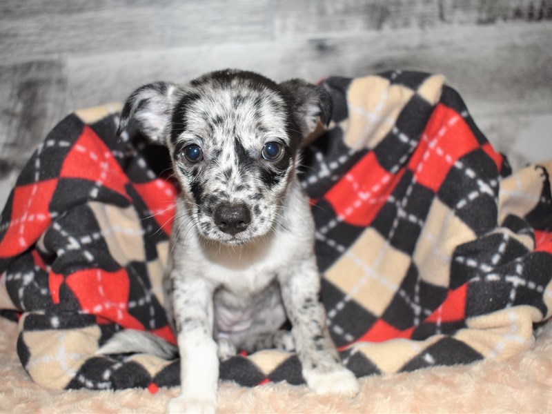 Pomarat-DOG-Female-Blue Merle-2819313-Petland Dunwoody Puppies For Sale