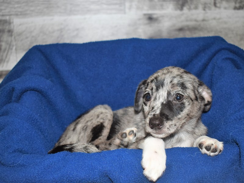 Pomarat-DOG-Male-Blue Merle-2819311-Petland Dunwoody Puppies For Sale