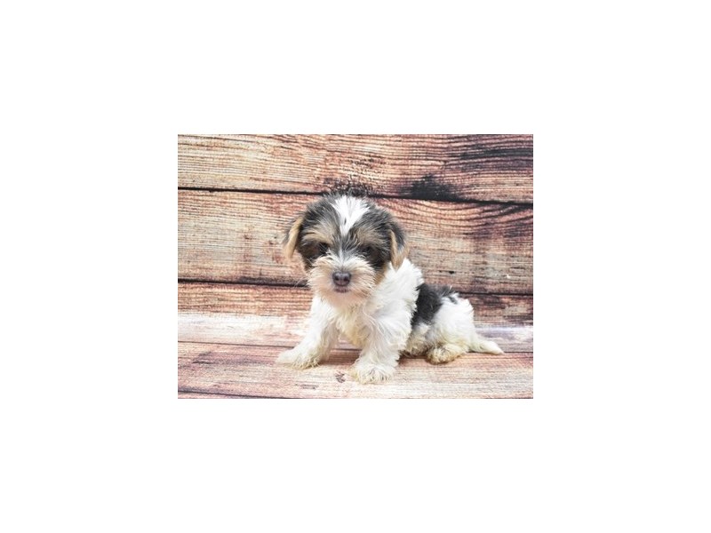 Biewer Yorkshire Terrier-Female-Blue and Tan-2826190-Petland Dunwoody Puppies For Sale