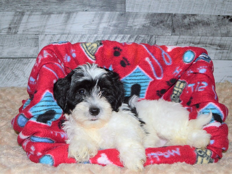 Teddy Bear-DOG-Male-Black and White-2827029-Petland Dunwoody Puppies For Sale