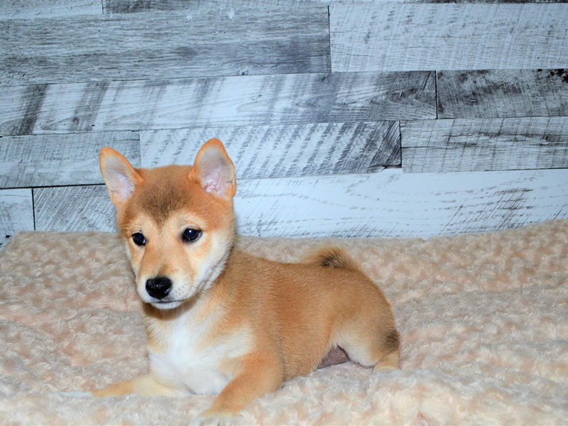 Shiba Inu-DOG-Female-Red-2825911-Petland Dunwoody Puppies For Sale