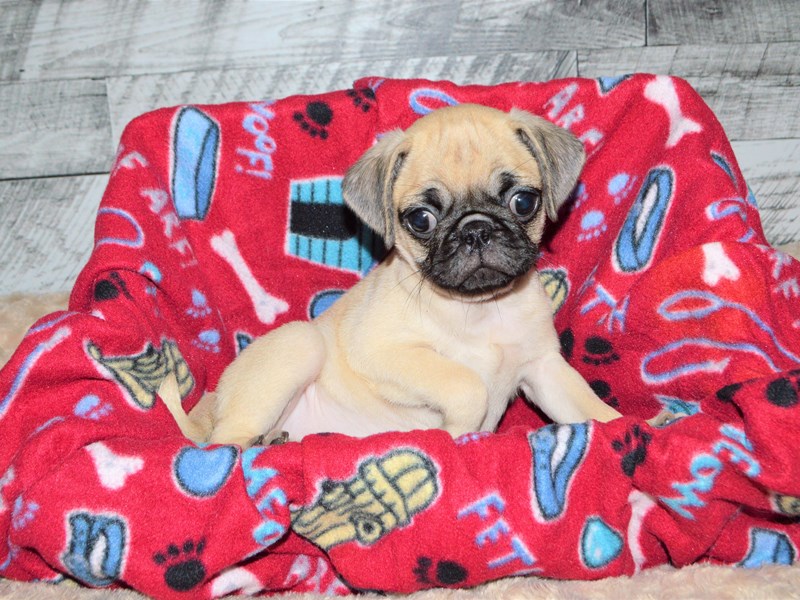 Pug-DOG-Female-Fawn-2826972-Petland Dunwoody Puppies For Sale