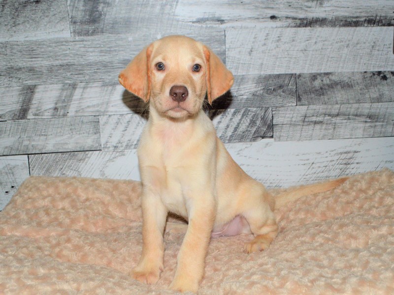 Labrador Retriever-DOG-Male-Yellow-2827153-Petland Dunwoody Puppies For Sale