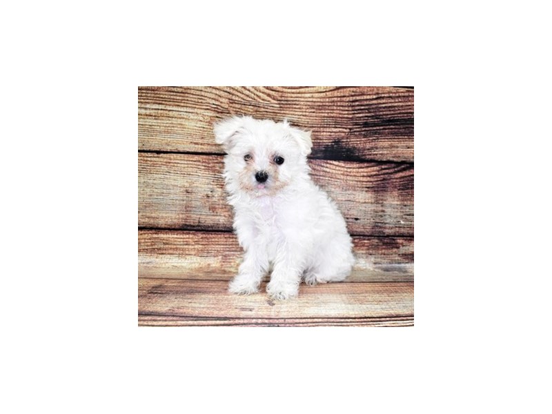Havamalt-Female-White-2832565-Petland Dunwoody Puppies For Sale