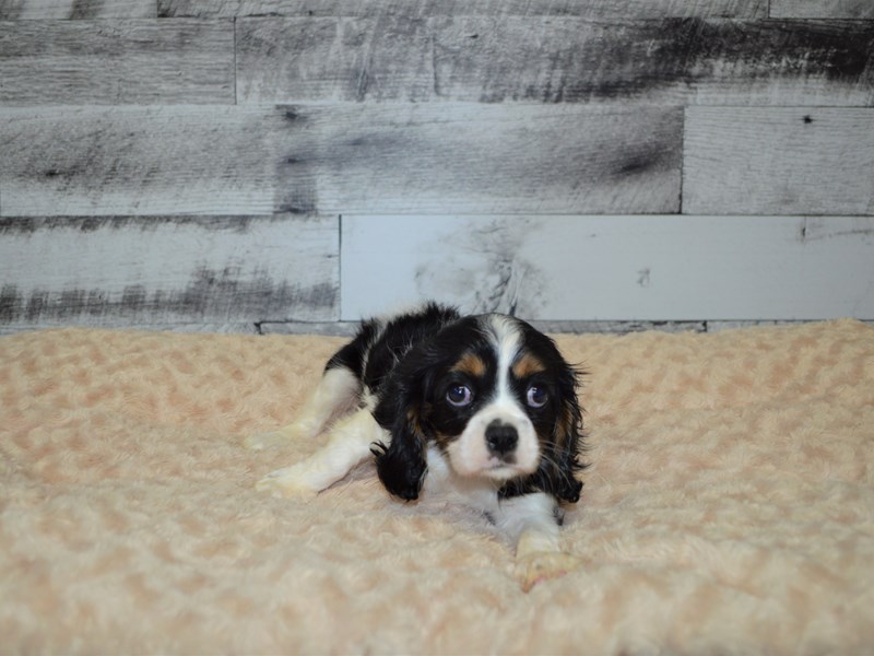 Cavalier King Charles Spaniel-DOG-Female-Tri-2841695-Petland Dunwoody Puppies For Sale