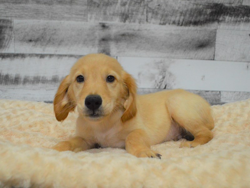 Golden Retriever-DOG-Male-Red-2834069-Petland Dunwoody Puppies For Sale