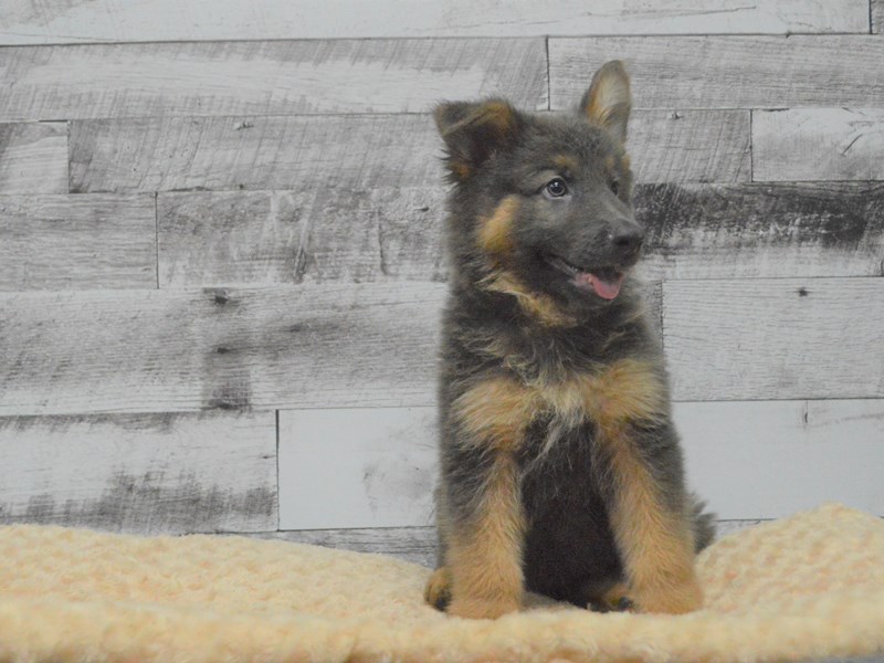 ex police german shepherds sale uk