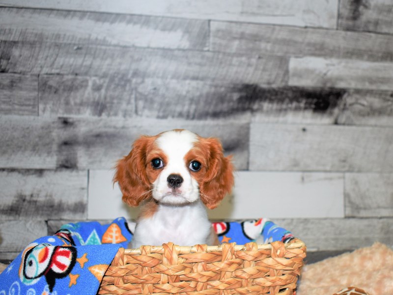 Cavalier King Charles Spaniel-DOG-Female-Blenheim-2825984-Petland Dunwoody Puppies For Sale