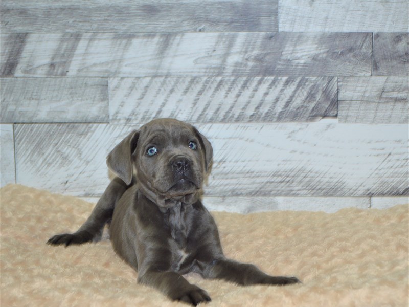 Cane Corso-Male-Blue-2848405-Petland Dunwoody Puppies For Sale