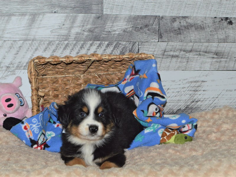 Mini Australian Shepherd-Male-Black and White-2849117-Petland Dunwoody