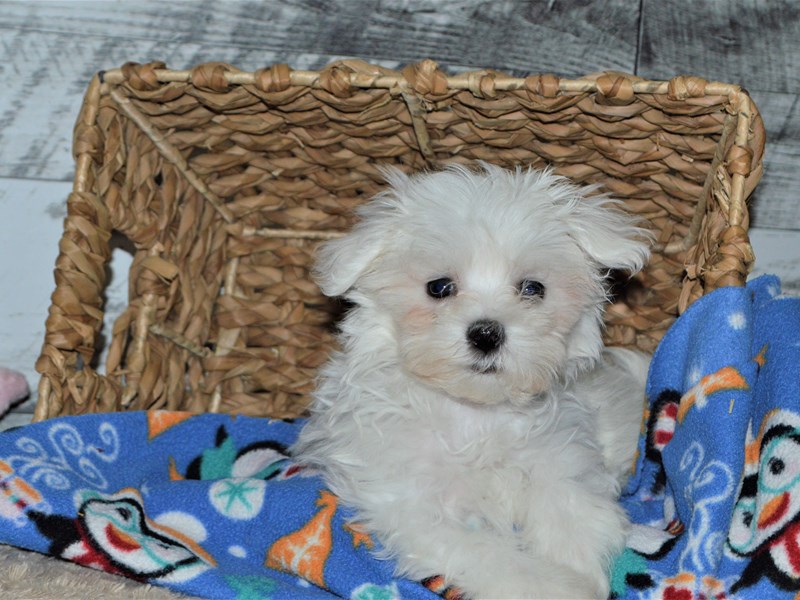 Maltese-DOG-Male-White-2848292-Petland Dunwoody Puppies For Sale