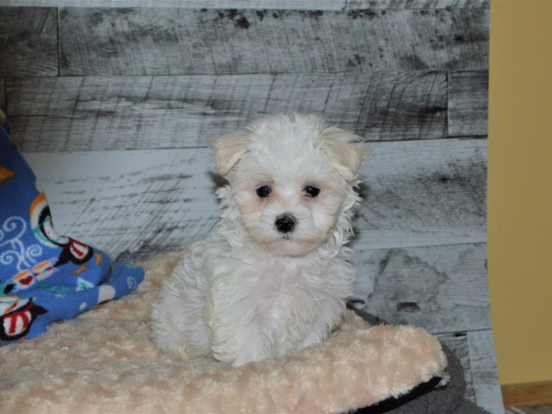 Maltese-DOG-Male-White-2848293-Petland Dunwoody Puppies For Sale