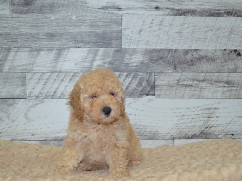 F1B Mini Goldendoodle-DOG-Male-Red-2848498-Petland Dunwoody Puppies For Sale
