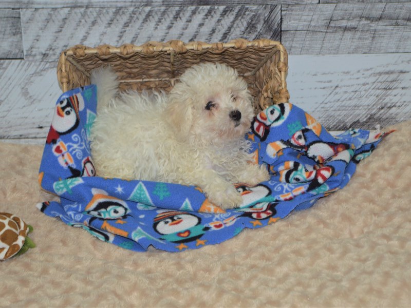 Bichon Frise-DOG-Female-White-2848590-Petland Dunwoody Puppies For Sale
