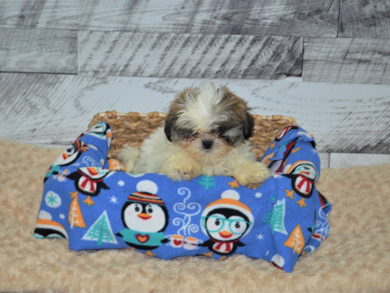 Shih-Pom-DOG-Female-Tri-2848627-Petland Dunwoody Puppies For Sale