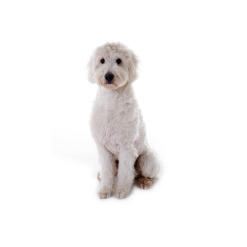 Goldendoodle - Petland Dunwoody Puppies 