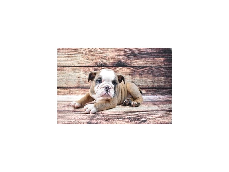 English Bulldog-DOG-Male-Blue and Tan-2795710-Petland Dunwoody Puppies For Sale