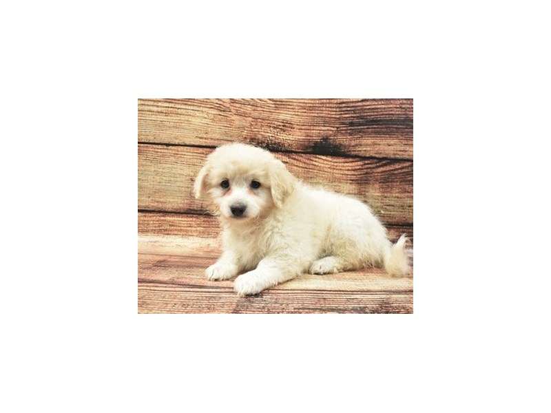 Eski-Poo-Female-White-2802788-Petland Dunwoody Puppies For Sale