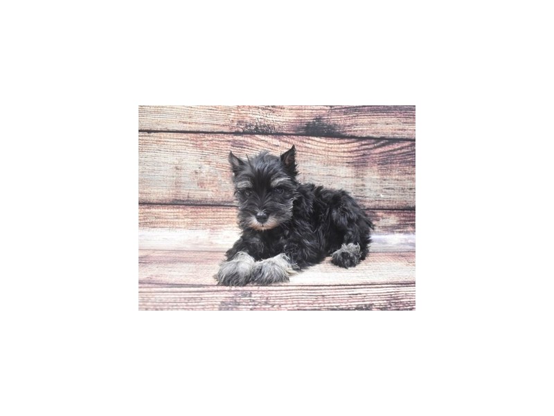 Miniature Schnauzer-DOG-Female-Black and Silver-2802808-Petland Dunwoody