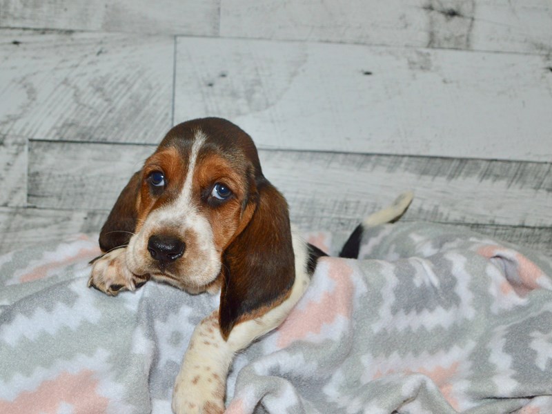 Basset Hound-DOG-Male-Tri-2803098-Petland Dunwoody Puppies For Sale