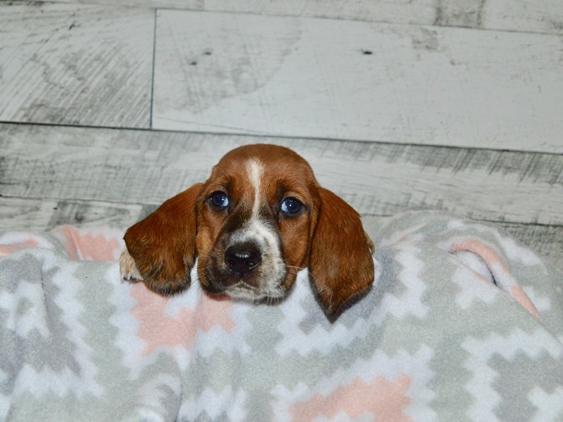 Basset Hound-DOG-Female-Red and White-2803120-Petland Dunwoody Puppies For Sale