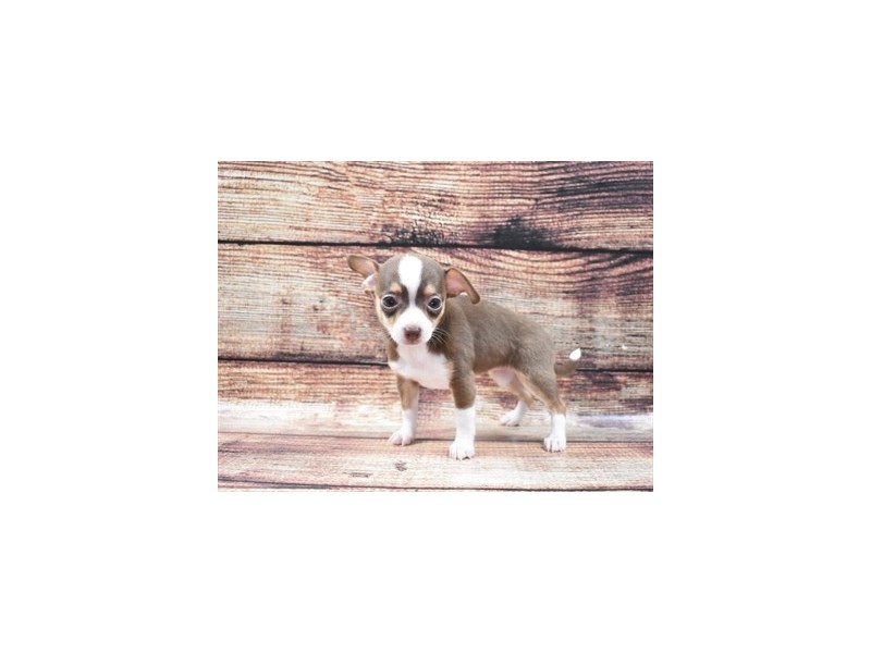 Chihuahua-DOG-Female-Chocolate and Tan-2809986-Petland Dunwoody Puppies For Sale