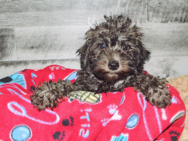 Schnoodle-Female-Salt and Pepper-2811119-Petland Dunwoody Puppies For Sale