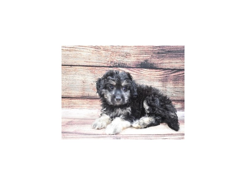 Bichon Poo-DOG-Female-Black and White-2818256-Petland Dunwoody