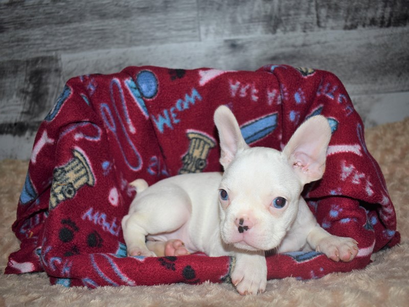Frenchton-DOG-Male-Cream-2819238-Petland Dunwoody Puppies For Sale