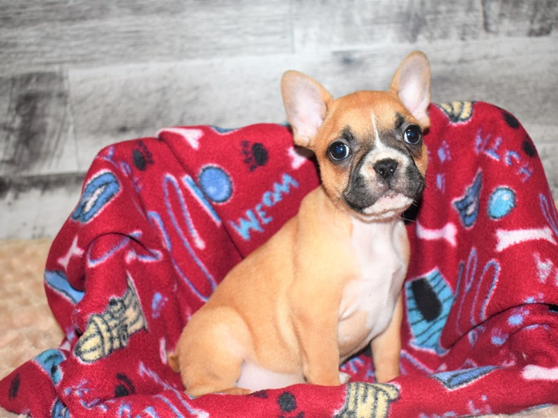 French Bulldog-DOG-Female-Fawn-2818515-Petland Dunwoody Puppies For Sale