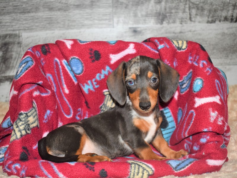 Mini Dachshund-DOG-Male-Piebald-2818448-Petland Dunwoody Puppies For Sale